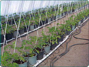 N�v�nyh�zak �s f�lias�trak �nt�z�se